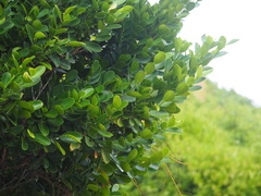 Suregada aequorea
