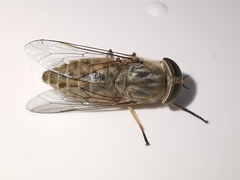 Tabanus bromius