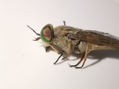 Tabanus bromius