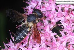 Megachile dinura