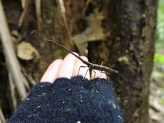 Lasiorhynchus barbicornis