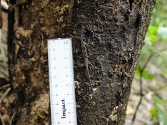 Lasiorhynchus barbicornis