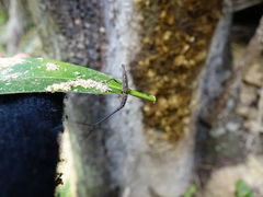 Lasiorhynchus barbicornis