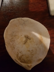 Laevicardium crassum