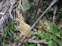Lasiorhynchus barbicornis