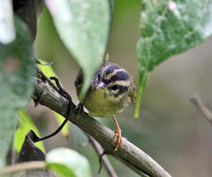 Basileuterus tristriatus