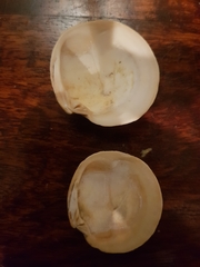 Dosinia exoleta