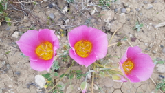 Calochortus ciscoensis