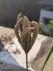 Eleusine coracana