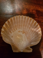 Aequipecten opercularis