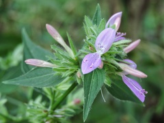 Dicliptera bupleuroides