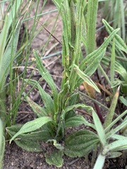 Helichrysum miconiifolium