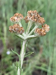 Helichrysum miconiifolium