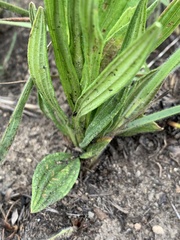 Helichrysum miconiifolium