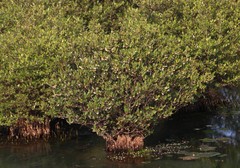 Aegiceras corniculatum