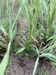 Helichrysum miconiifolium