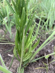 Helichrysum miconiifolium
