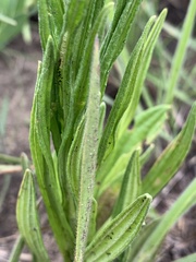 Helichrysum miconiifolium