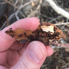 Crematogaster schmidti