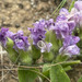 Pearsonia grandifolia - Photo (c) Linda Loffler, algunos derechos reservados (CC BY-NC), subido por Linda Loffler