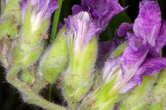 Pearsonia grandifolia image