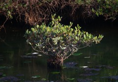 Aegiceras corniculatum