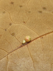 Zopheroteras