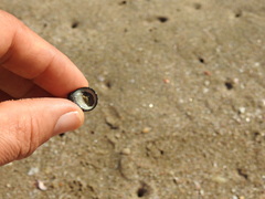 Nerita funiculata