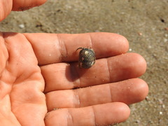Nerita funiculata