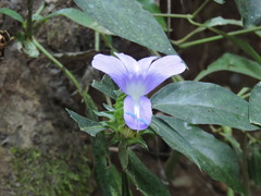 Barleria strigosa