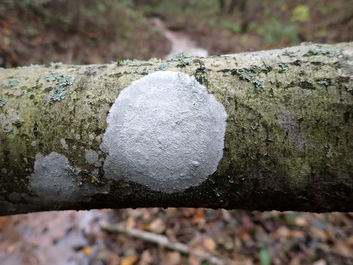 Eglinė spuogė nuotrauka