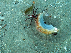 Anoplodactylus evansi