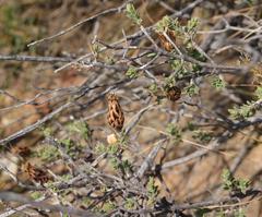 Pteronia staehelinoides