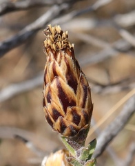 Pteronia staehelinoides