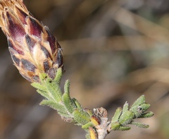 Pteronia staehelinoides