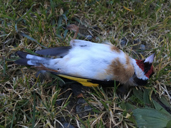 Carduelis carduelis britannica