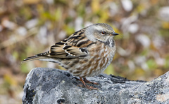 Altai Accentor photo 3