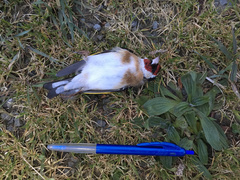 Carduelis carduelis britannica