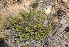 Helichrysum hamulosum