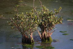 Aegiceras corniculatum