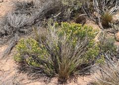 Helichrysum hamulosum