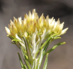 Helichrysum hamulosum