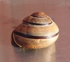 Cepaea nemoralis