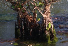 Aegiceras corniculatum