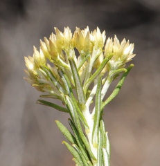 Helichrysum hamulosum