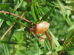 Pentatoma semiannulata