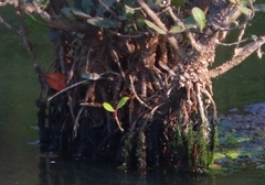 Aegiceras corniculatum