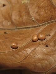 Caryomyia deflexipili