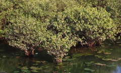 Aegiceras corniculatum