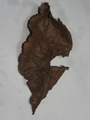 Caryomyia deflexipili